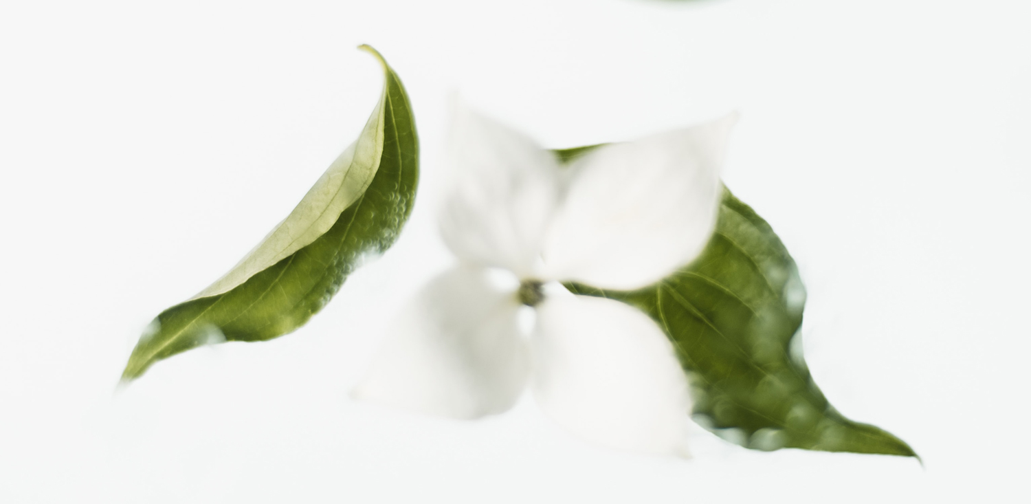 green tea green tea